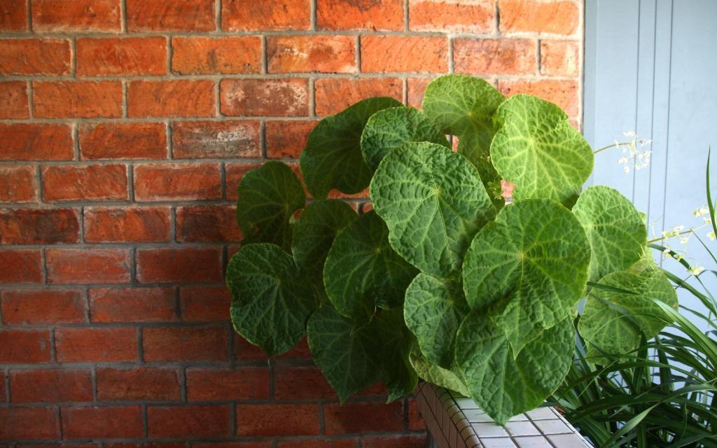 Morning Glory Guest House クチン エクステリア 写真